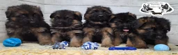 German Shepherd dogs for sale: Sweetie - Ad 4