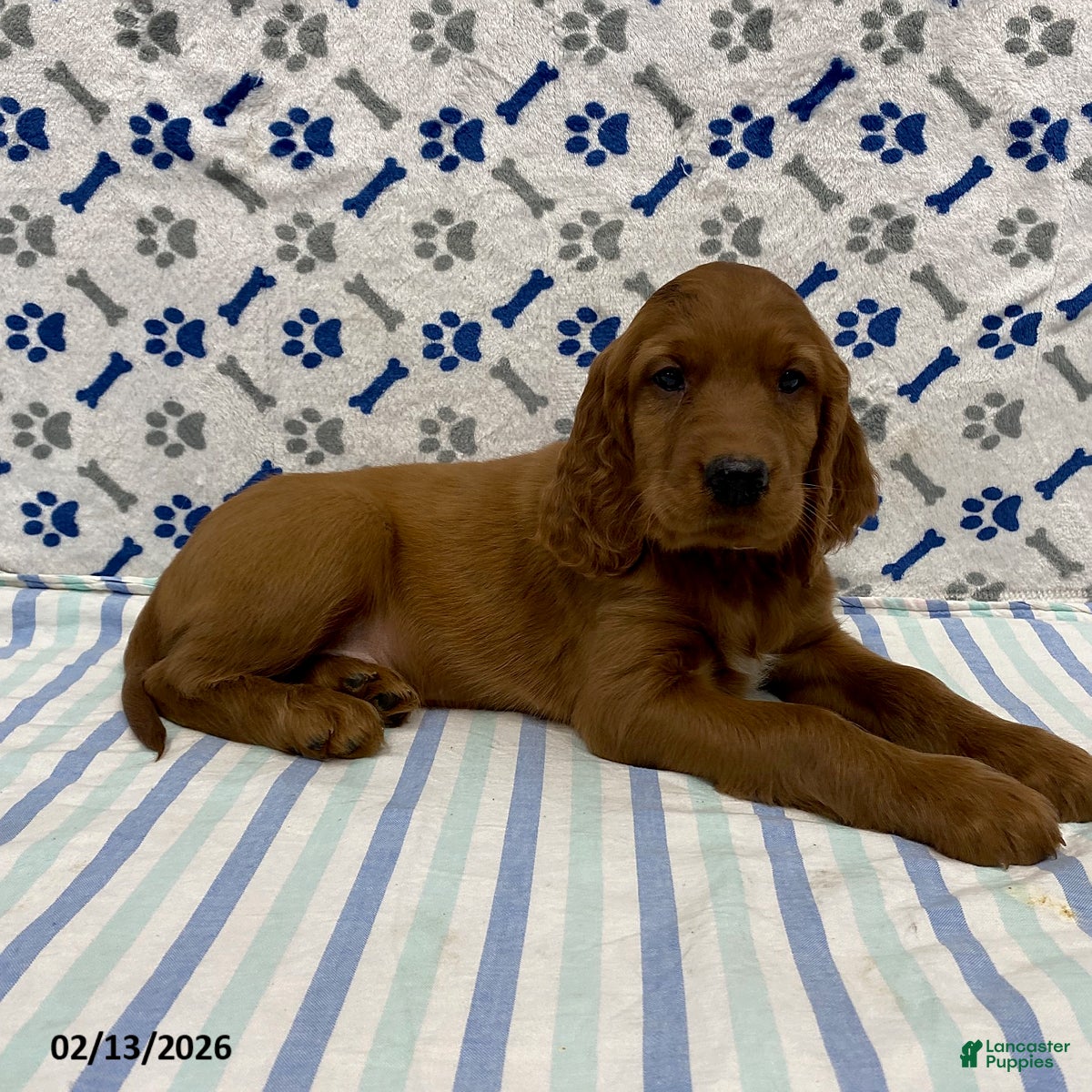 Irish Setter dogs Rio - Ad 2