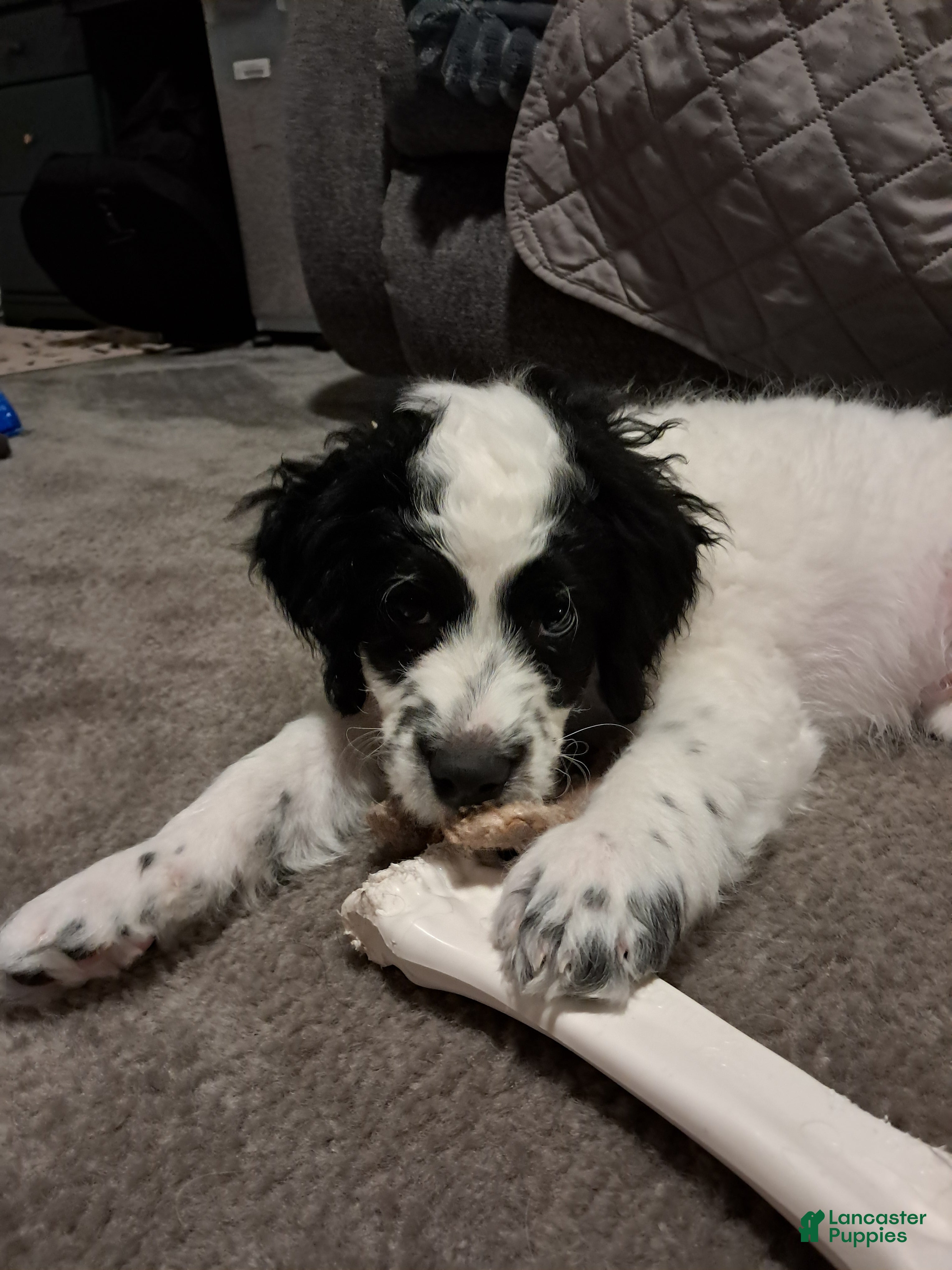 Double Doodle dogs Levi - Ad 1