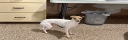 Italian Greyhound dogs for sale: Robbie - Ad 2