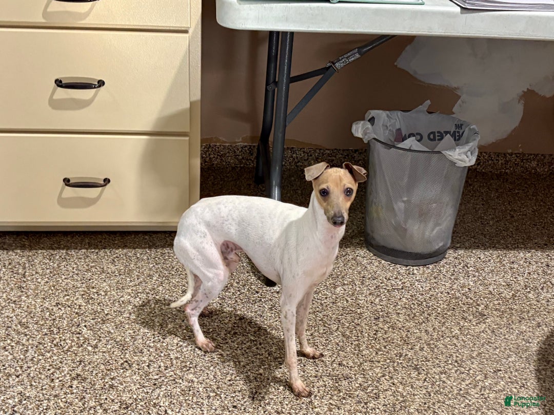 Italian Greyhound dogs for sale: Robbie - Ad 2