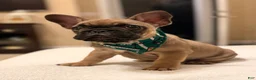 French Bulldog dogs for sale: 2 - Fawn Sable - Ad 7