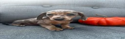 Miniature Dachshund dogs for sale: Oscar - Ad 7