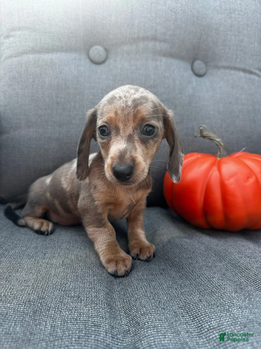 Miniature Dachshund dogs for sale: Oscar - Ad 7