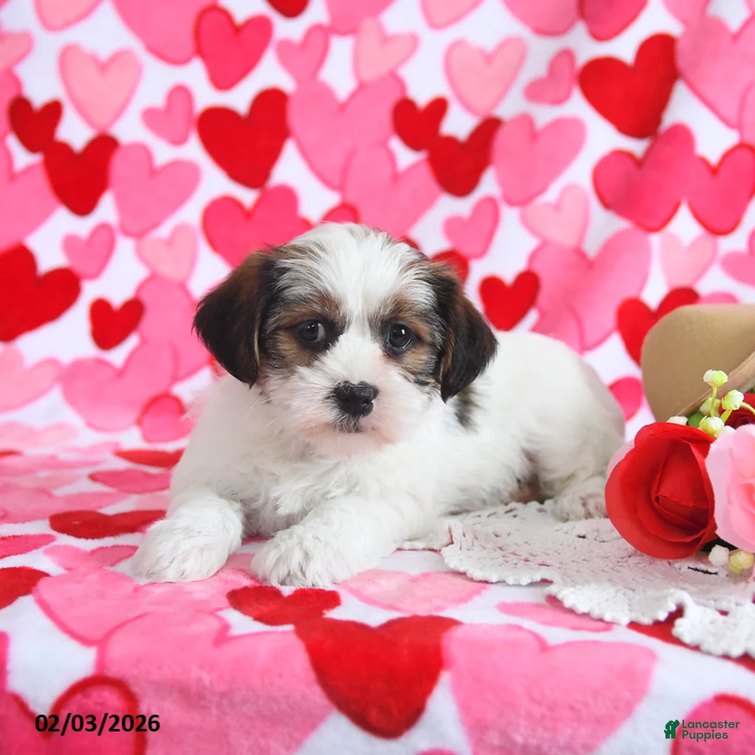 Shorkie dogs for sale: Rosie - Ad 5