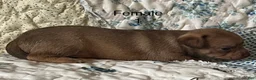 Chiweenie dogs for sale: Chiweenie 5 - Ad 10