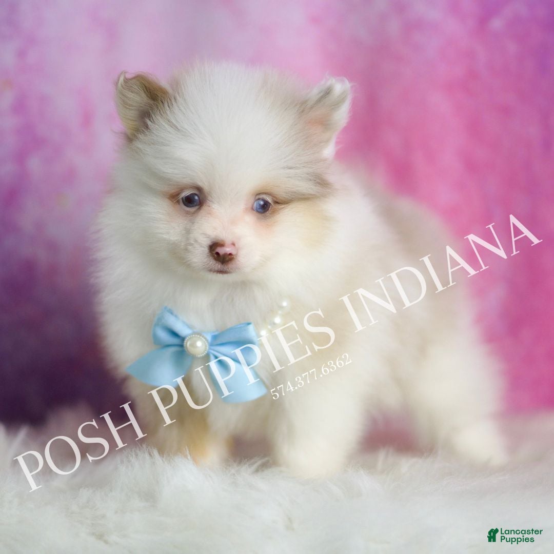 Pomeranian dogs for sale: Chai - Ad 4