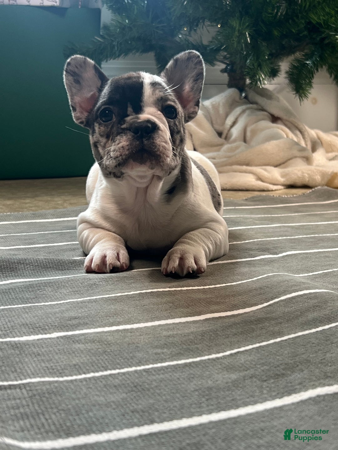 French Bulldog dogs for sale: Piper - Ad 14