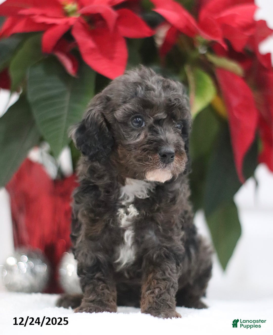 Cavapoo dogs for sale: Ajax - Ad 4