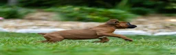 Boxer dogs for sale: Neva Boxer  - Ad 15