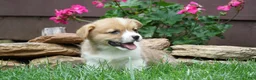 Welsh Corgi Pembroke dogs for sale: Fern - Ad 4