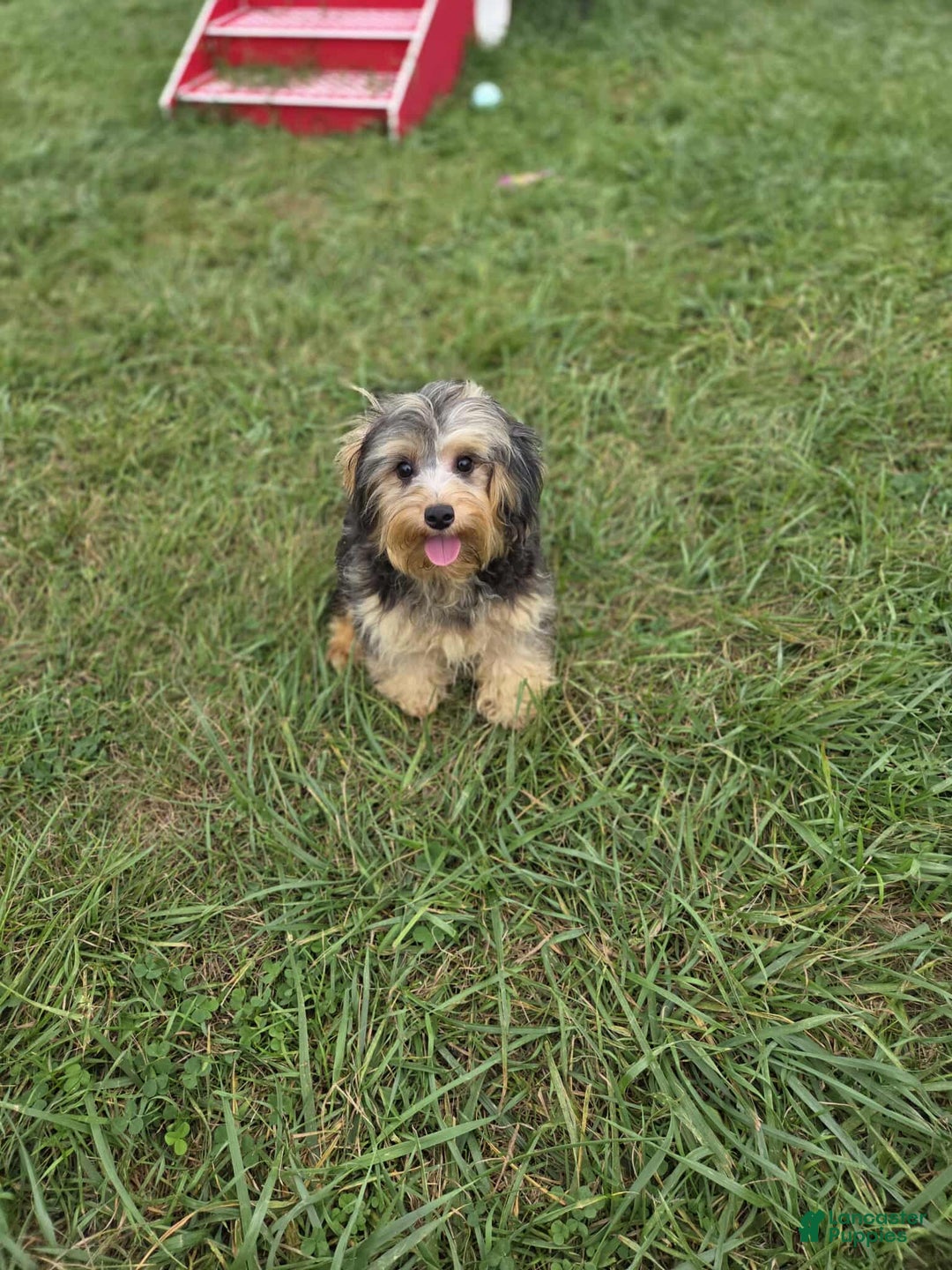 Yorkiepoo dogs for sale: Daphne - Ad 3