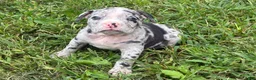Olde English Bulldogge dogs for sale: Olde English Bulldogge 4 - Ad 6