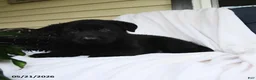German Shepherd dogs for sale: Wilhelm  - Ad 3