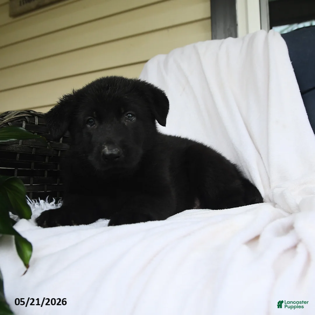German Shepherd dogs for sale: Wilhelm  - Ad 3
