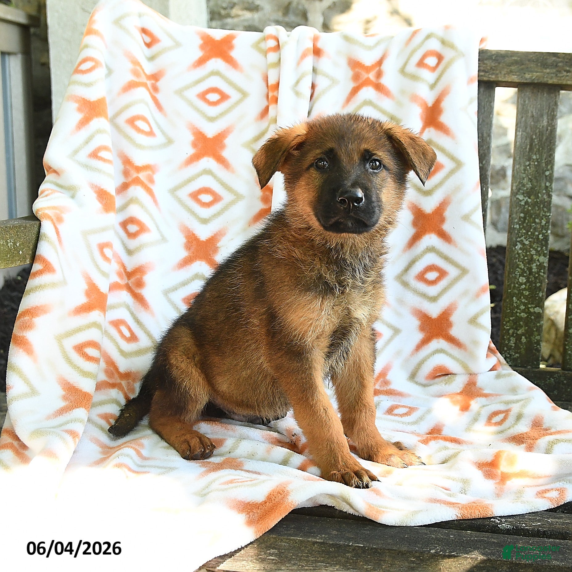 German Shepherd dogs Barry - Ad 2