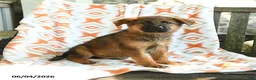 German Shepherd dogs for sale: Barry - Ad 2