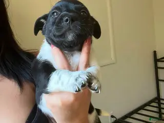 Rat Terrier dogs Rat Terrier Puppy 4 - Ad 1