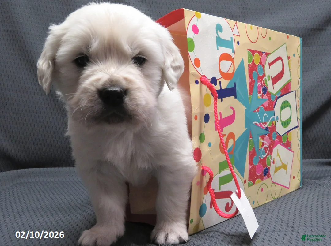 Golden Retriever dogs for sale: Popcorn - Ad 7