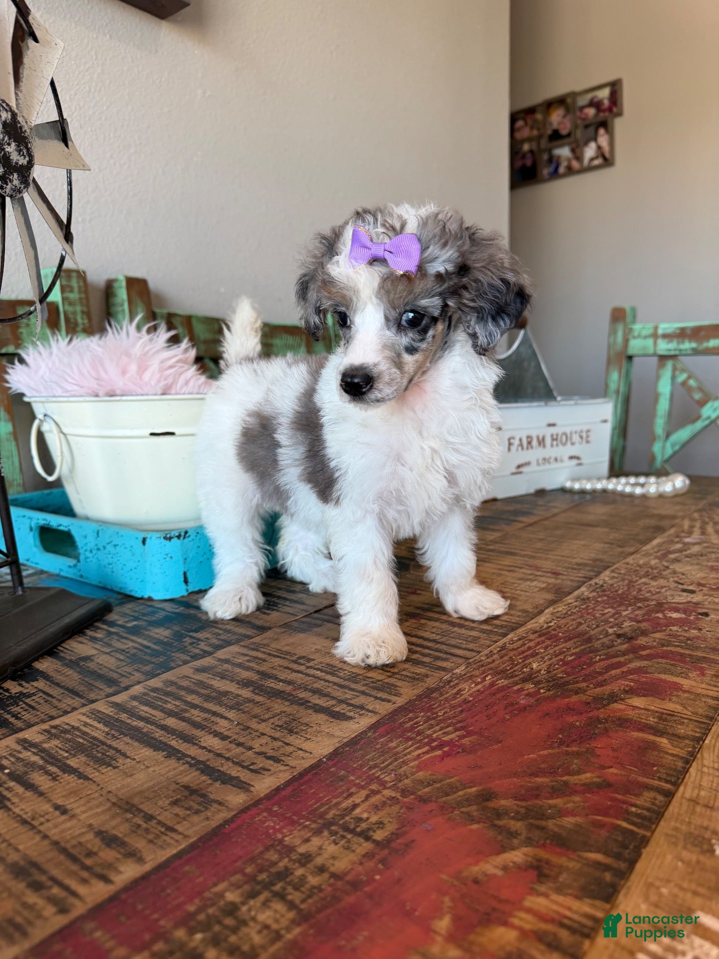 Miniature Poodle dogs for sale: Akc Clear 🧬 Tested Blue Merle Phantom Parti 🩷 - Ad 2