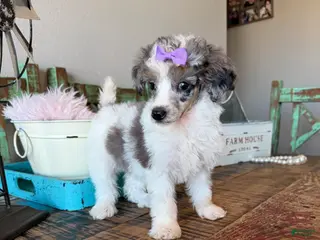 Miniature Poodle dogs Akc Clear 🧬 Tested Blue Merle Phantom Parti 🩷 - Ad 8