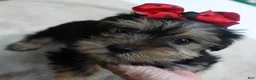 Yorkshire Terrier dogs for sale: Tiny Koda 2nd chance - Ad 9