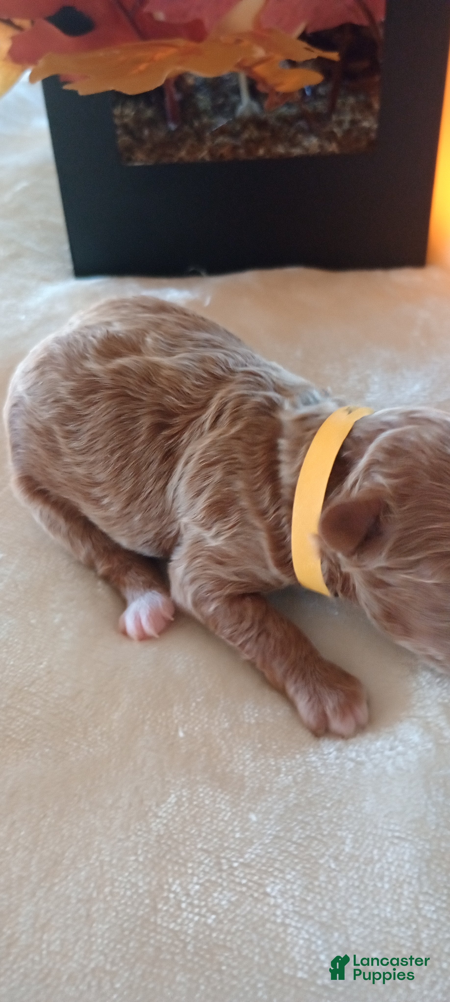 Mini Goldendoodle dogs for sale: Mr. Armor  - Ad 5