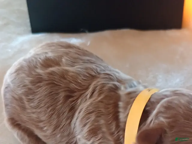 Mini Goldendoodle dogs for sale: Mr. Armor - Ad 5