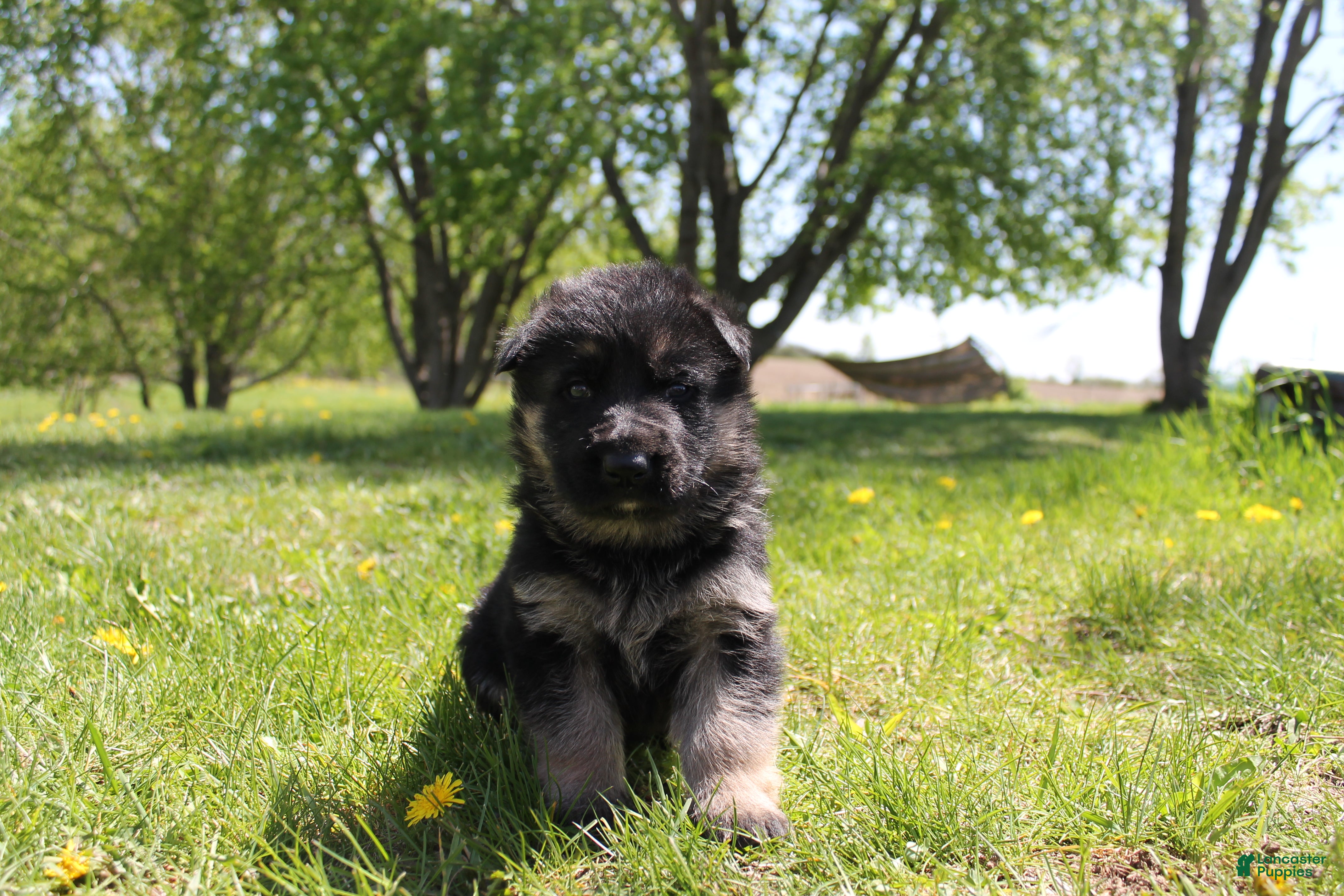 German Shepherd dogs Bravo - Ad 39