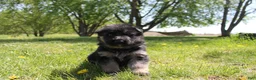 German Shepherd dogs for sale: Bravo - Ad 1