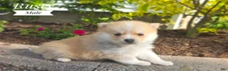 Pomeranian dogs for sale: Shiloh- Cream - Ad 6