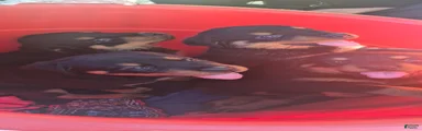 Rottweiler 6