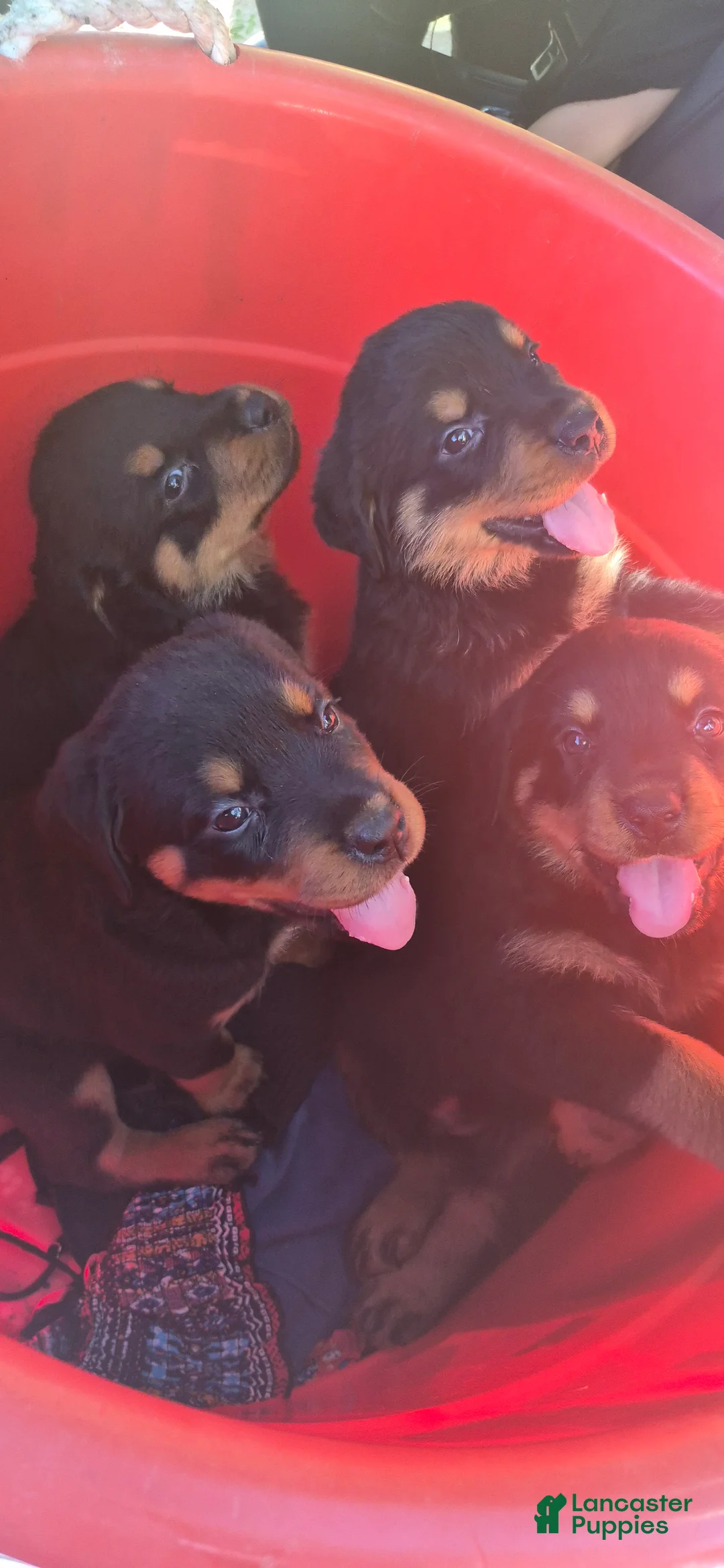 Rottweiler dogs for sale: Rottweiler 6 - Ad 1