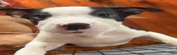 American Pit Bull Terrier dogs for sale: American Pit Bull Terrier 1 - Ad 5