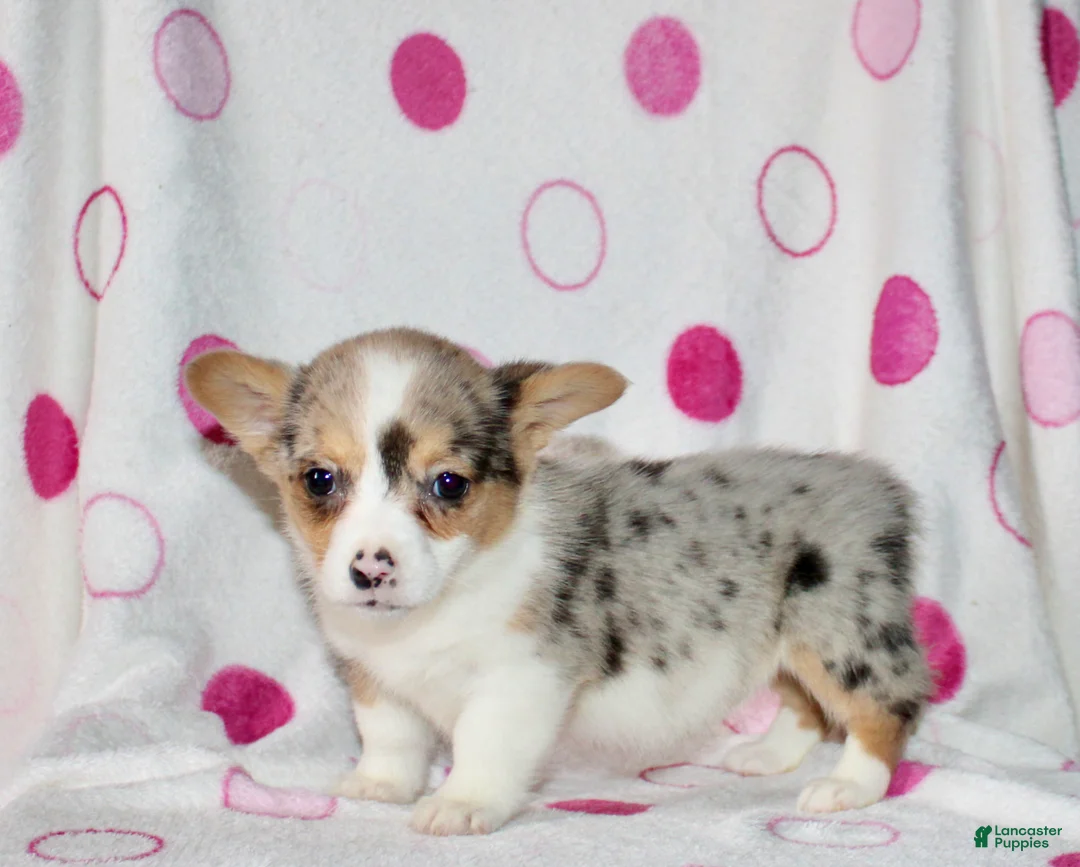 Welsh Corgi Pembroke dogs for sale: Kate - Ad 7