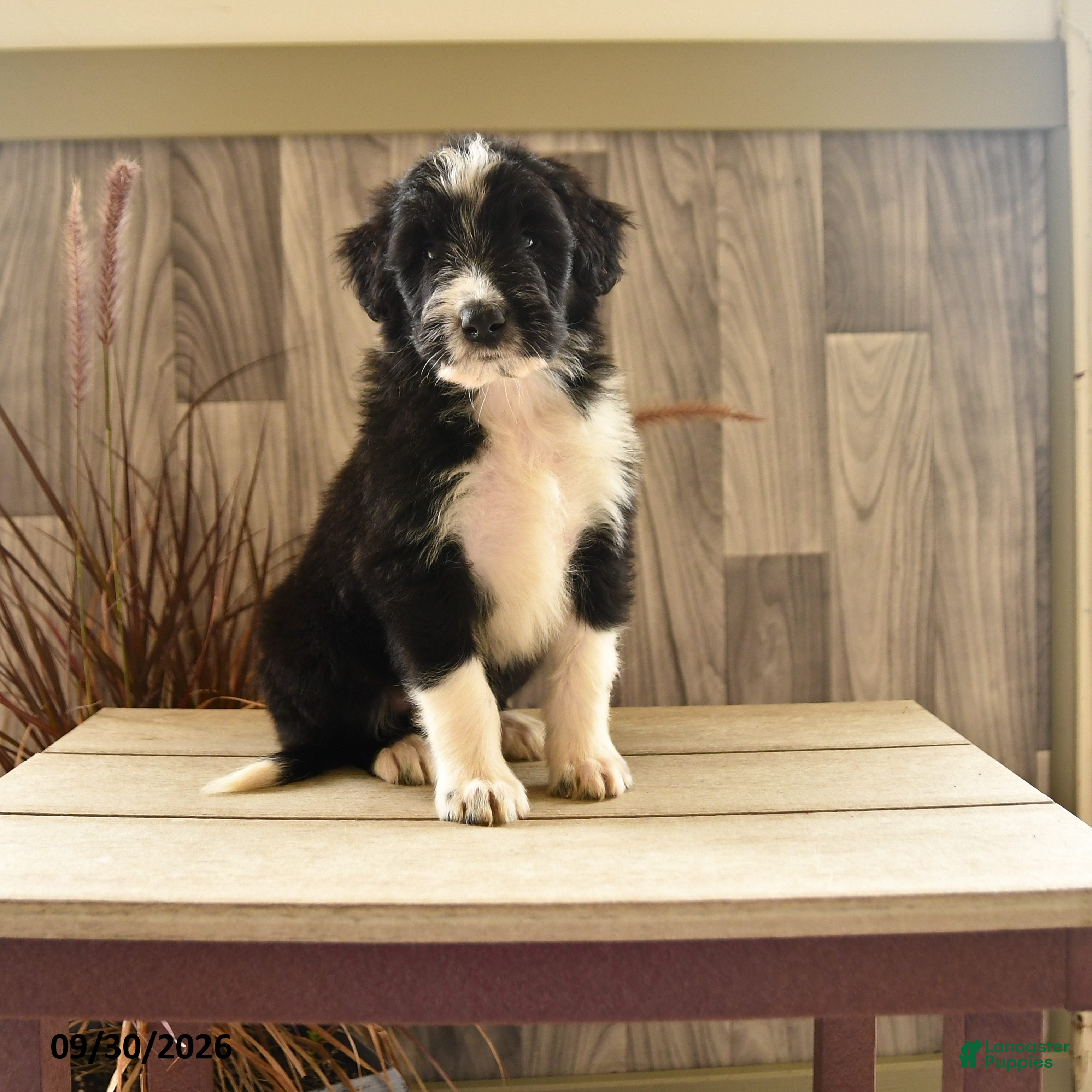 Mixed Breed dogs Kit Kat - Ad 1