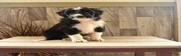 Mixed Breed dogs for sale: Kit Kat - Ad 1