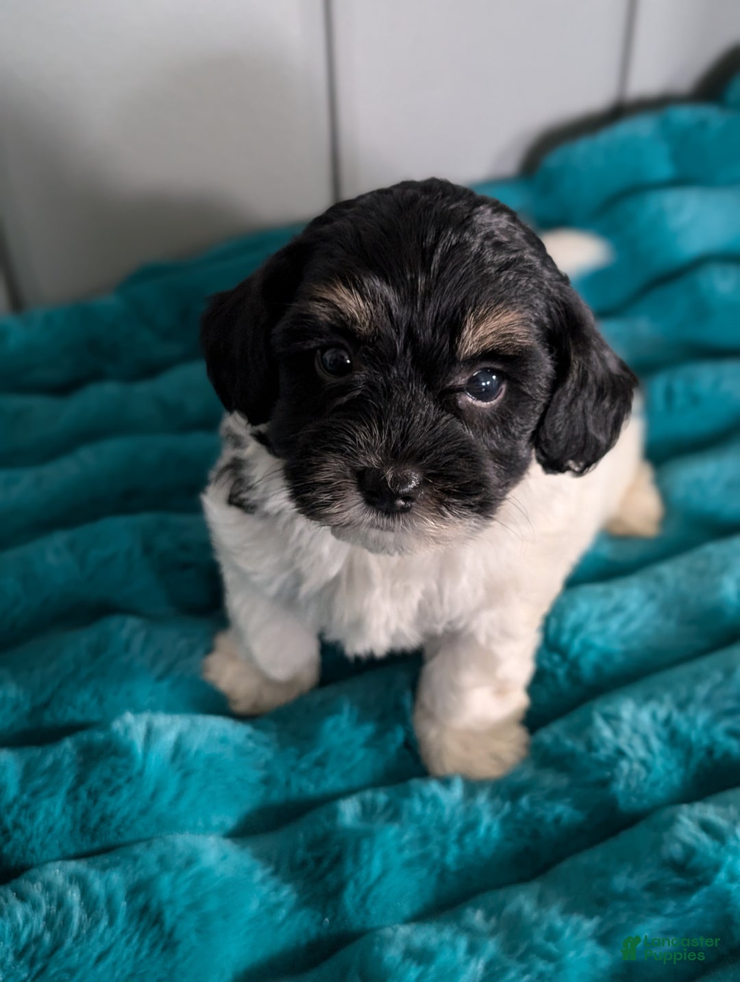 Havapoo dogs for sale: Oscar  - Ad 4