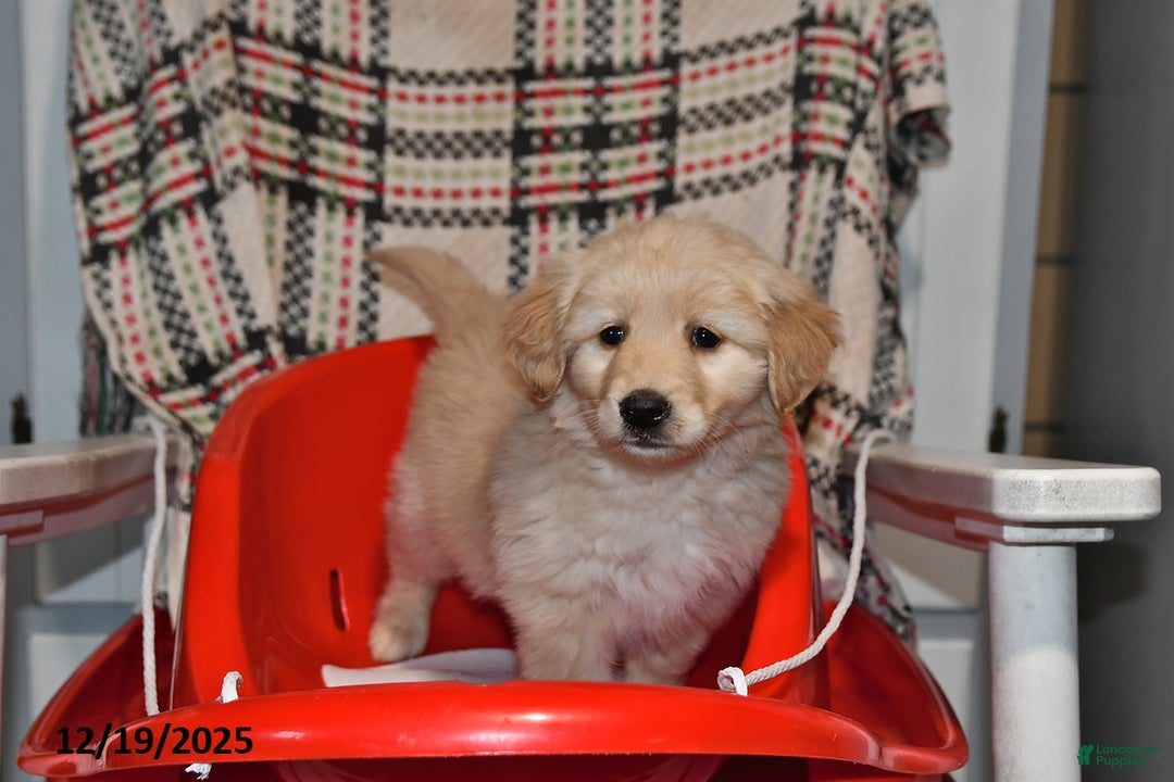 Mixed Breed dogs for sale: Ellie - Ad 4