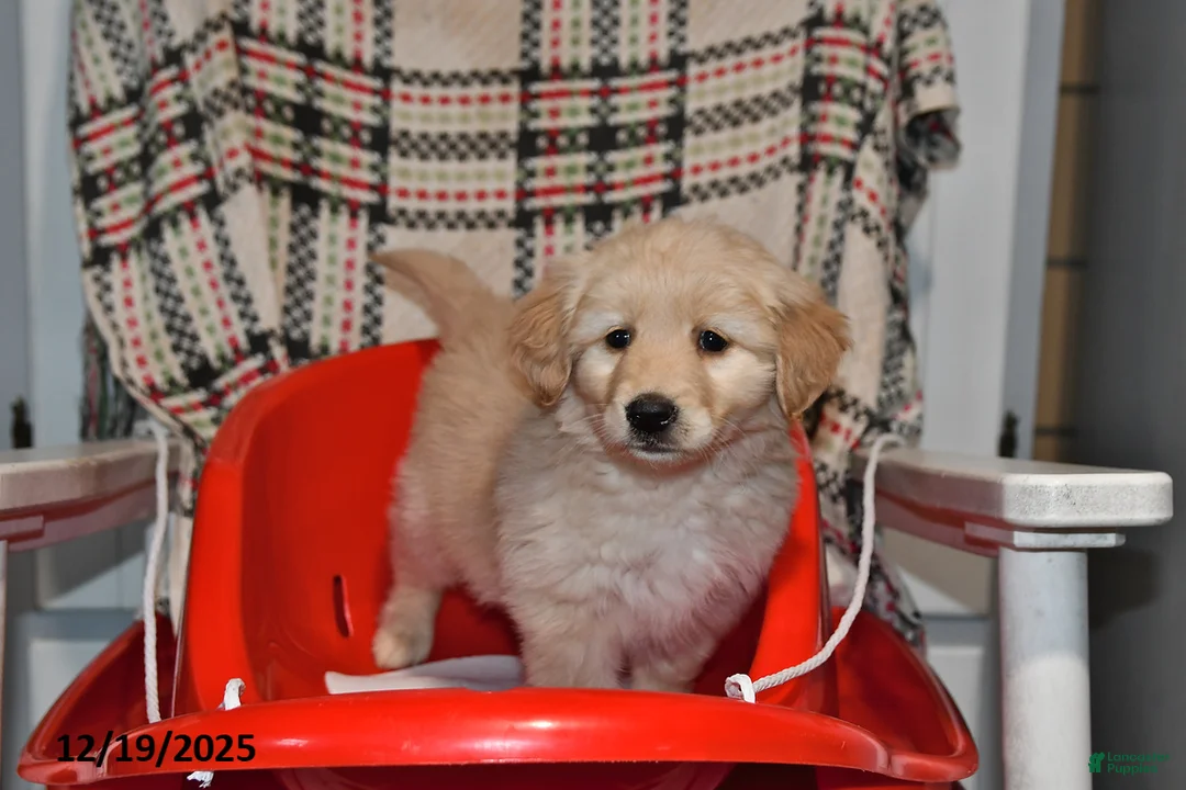 Mixed Breed dogs for sale: Ellie - Ad 9