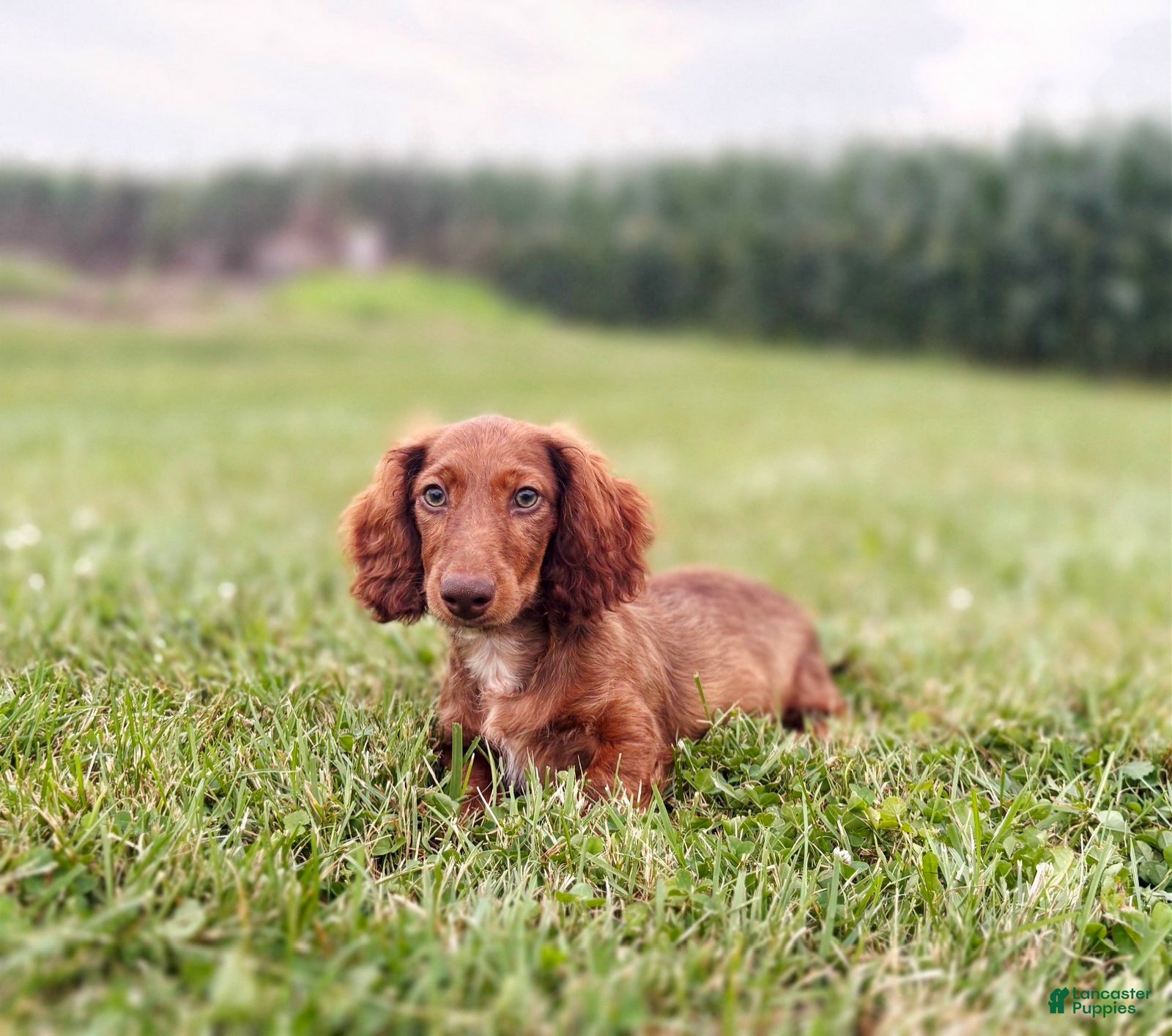 Miniature Dachshund dogs Handsome - Ad 2