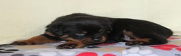 Rottweiler dogs for sale: Peace - Ad 4