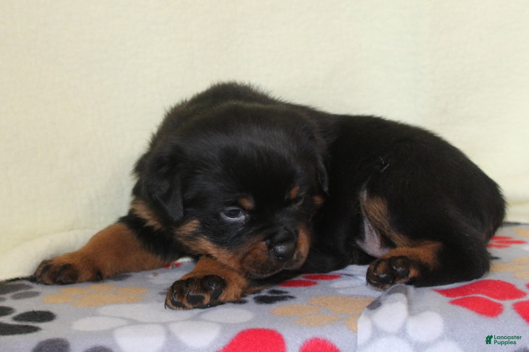 Rottweiler dogs for sale: Peace - Ad 4