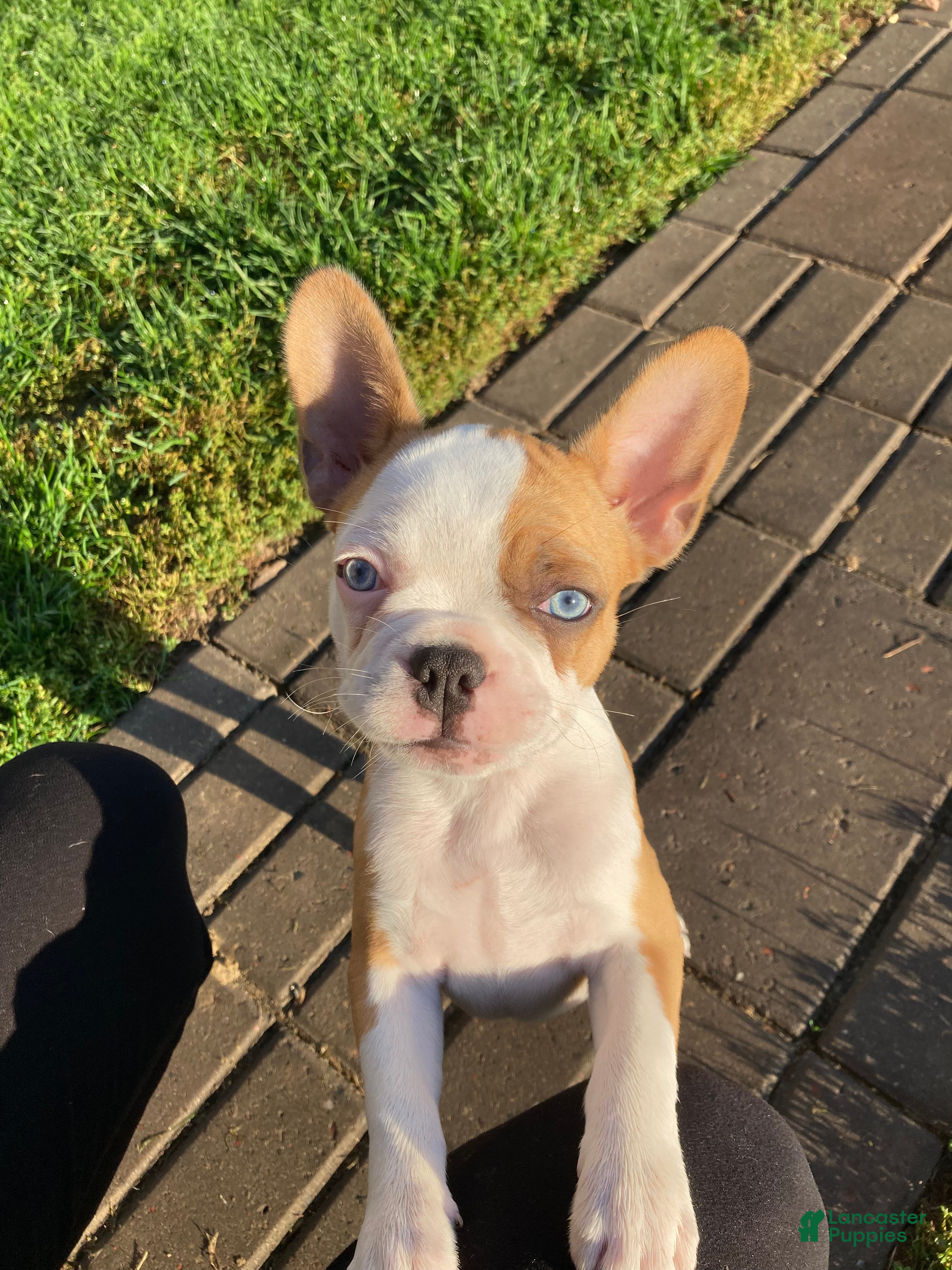 Frenchton dogs for sale: Twix IS A FEMALE - Ad 1