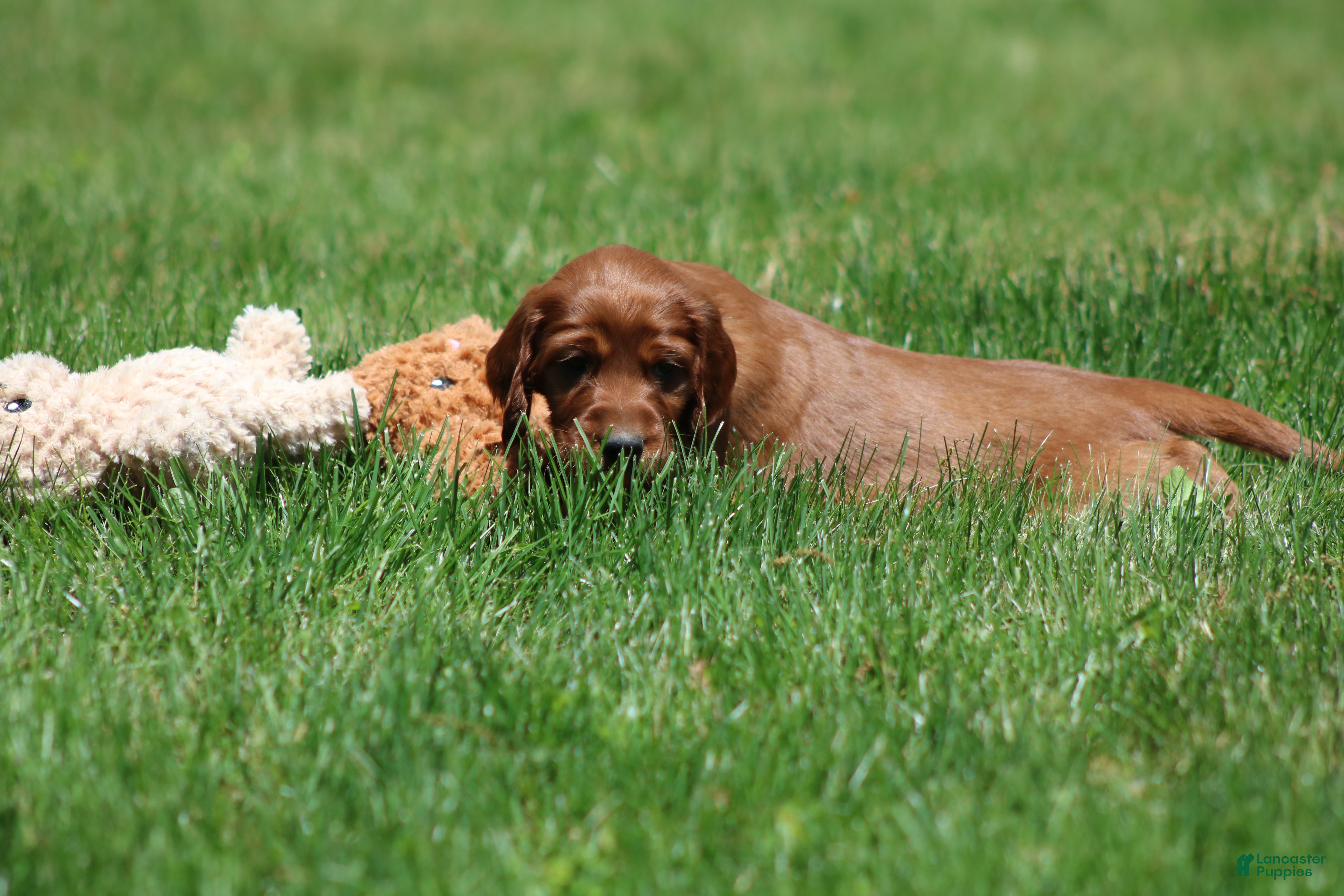 Irish Setter dogs Finley - Ad 2