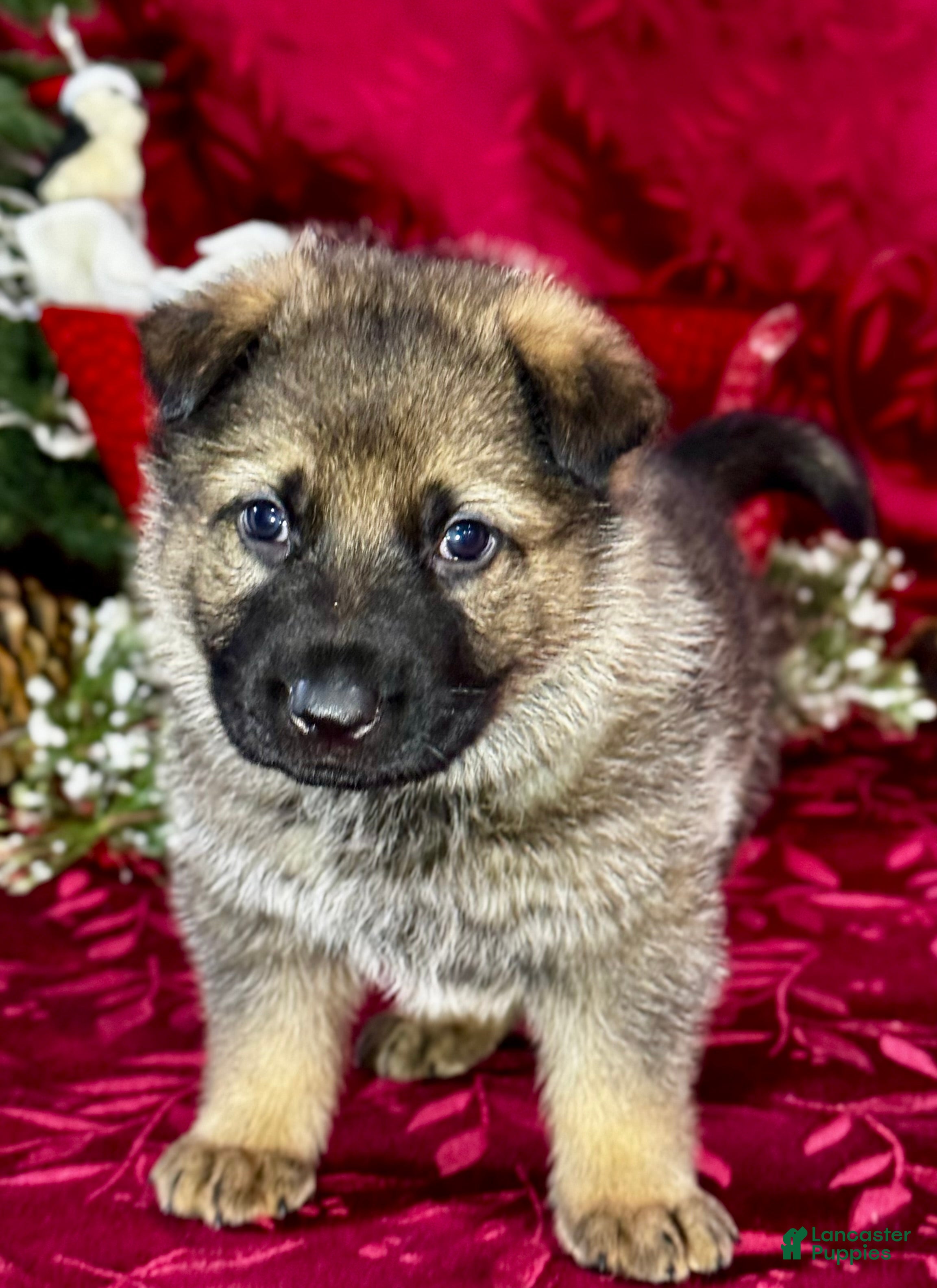 German Shepherd dogs for sale: Dallas - Ad 1