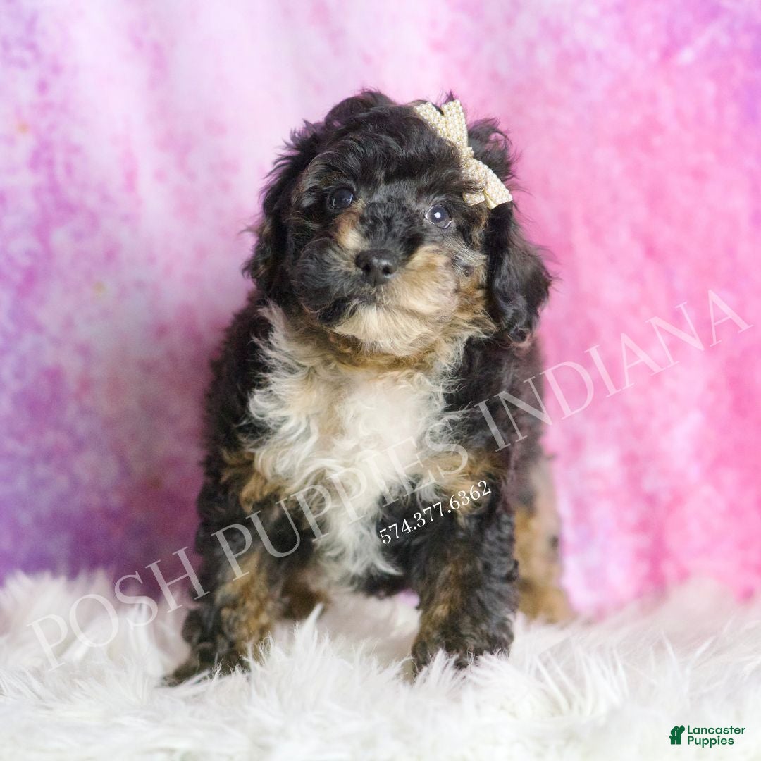 Toy Poodle dogs for sale: Flashy  - Ad 5