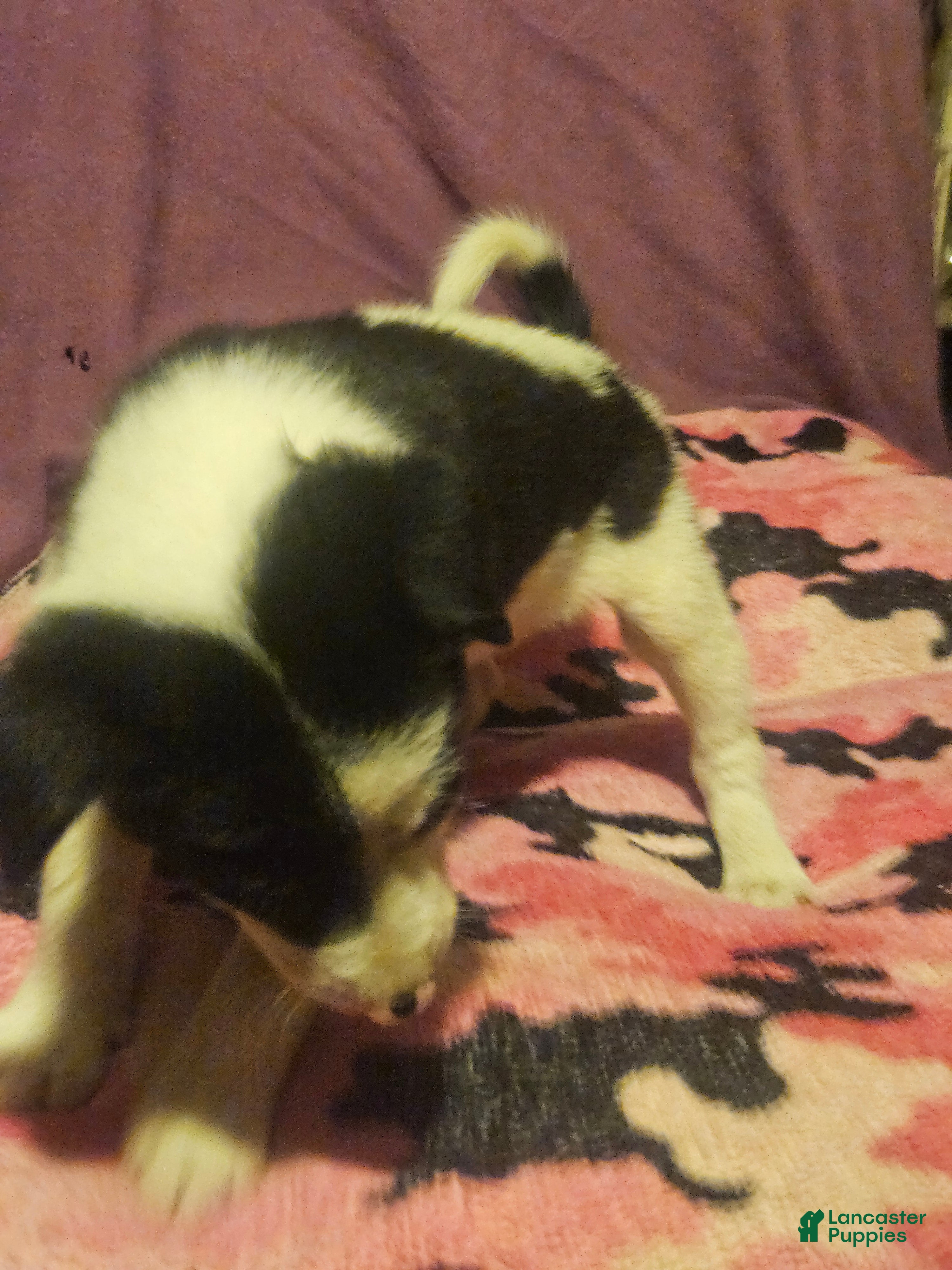 Border Collie dogs Tia - Ad 33