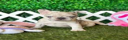 French Bulldog dogs for sale: French Bulldog Puppy 1 - Ad 5