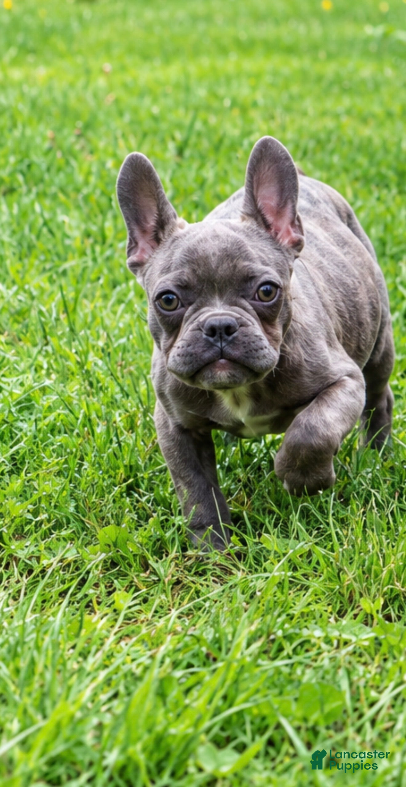 French Bulldog dogs Jacob - Ad 1